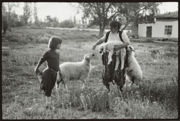 Susan Shapiro Photography