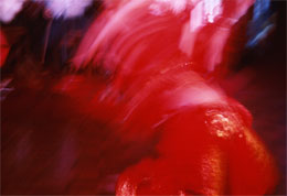 Susan Shapiro Photography