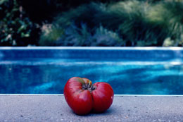 Susan Shapiro Photography